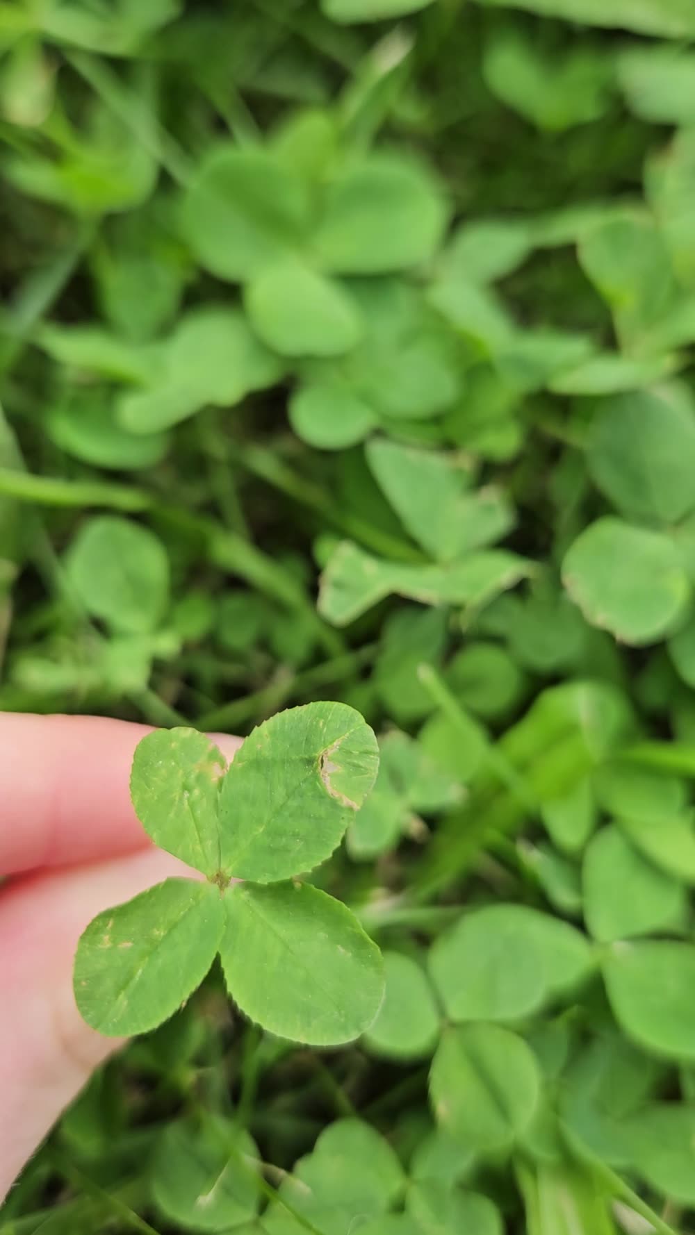 A freshly found four-leaf clover held between two fingers