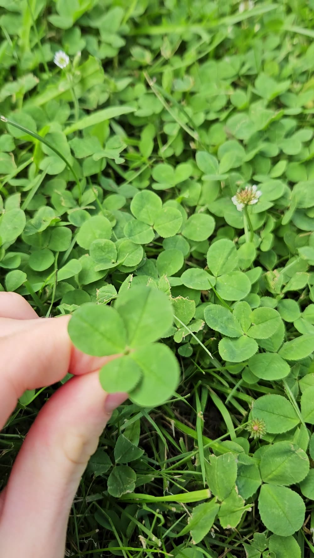Searching the clover patch