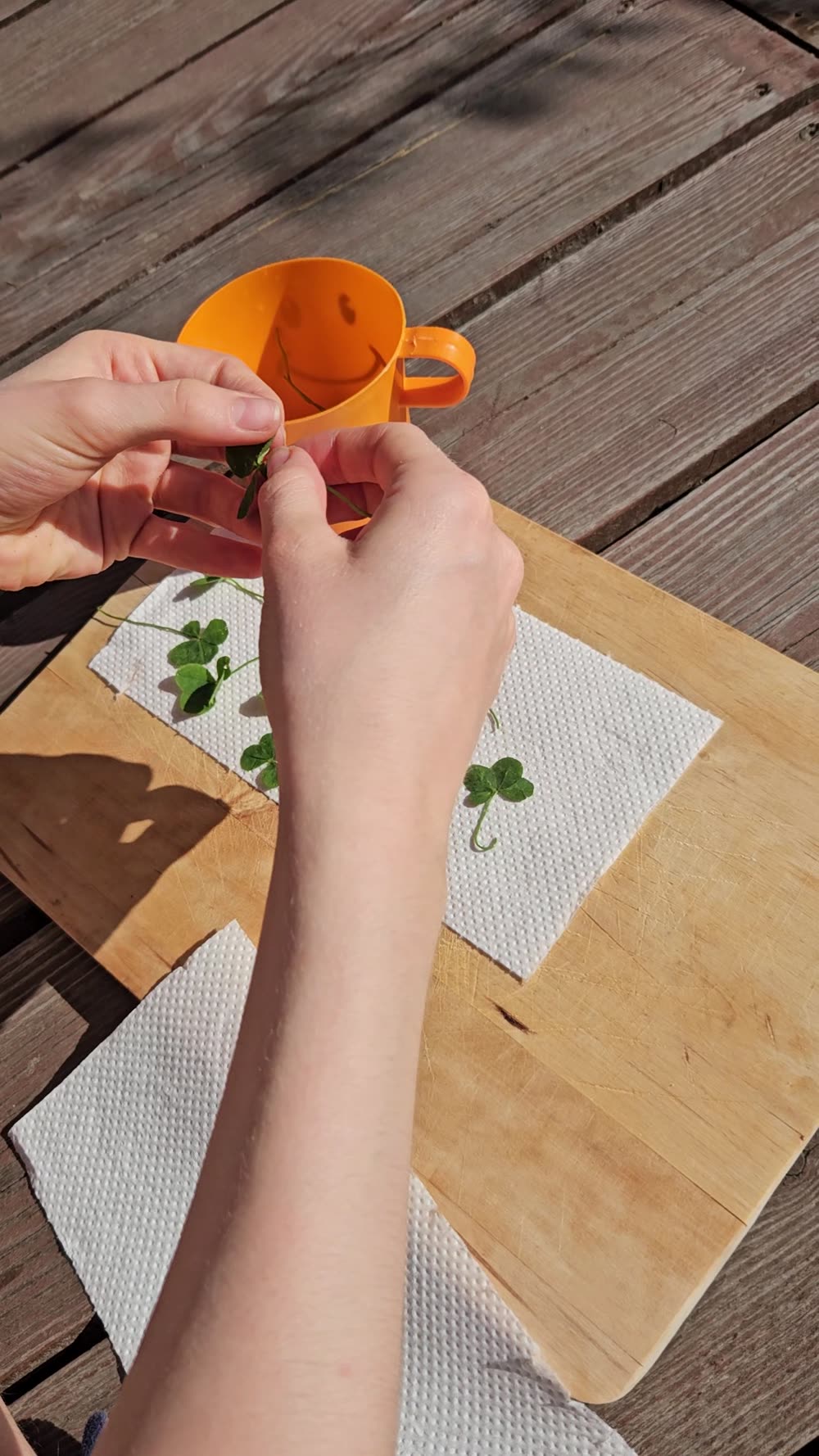 Laying out found clovers for pressing at the cabin