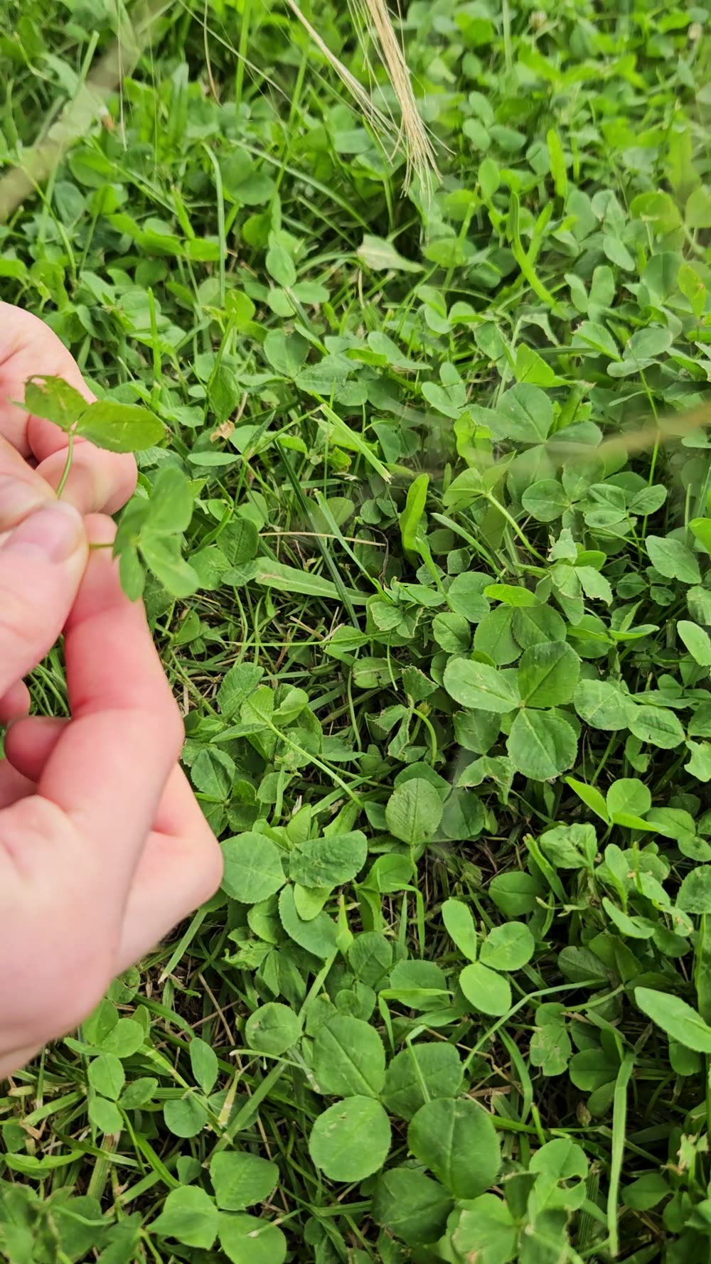 Kajsa's hand searching through a dense clover patch in Iceland